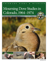Mourning_dove_studies_in_Colorado__1964-1974