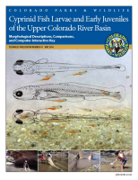Cyprinid_fish_larvae_and_early_juveniles_of_the_Upper_Colorado_River_Basin